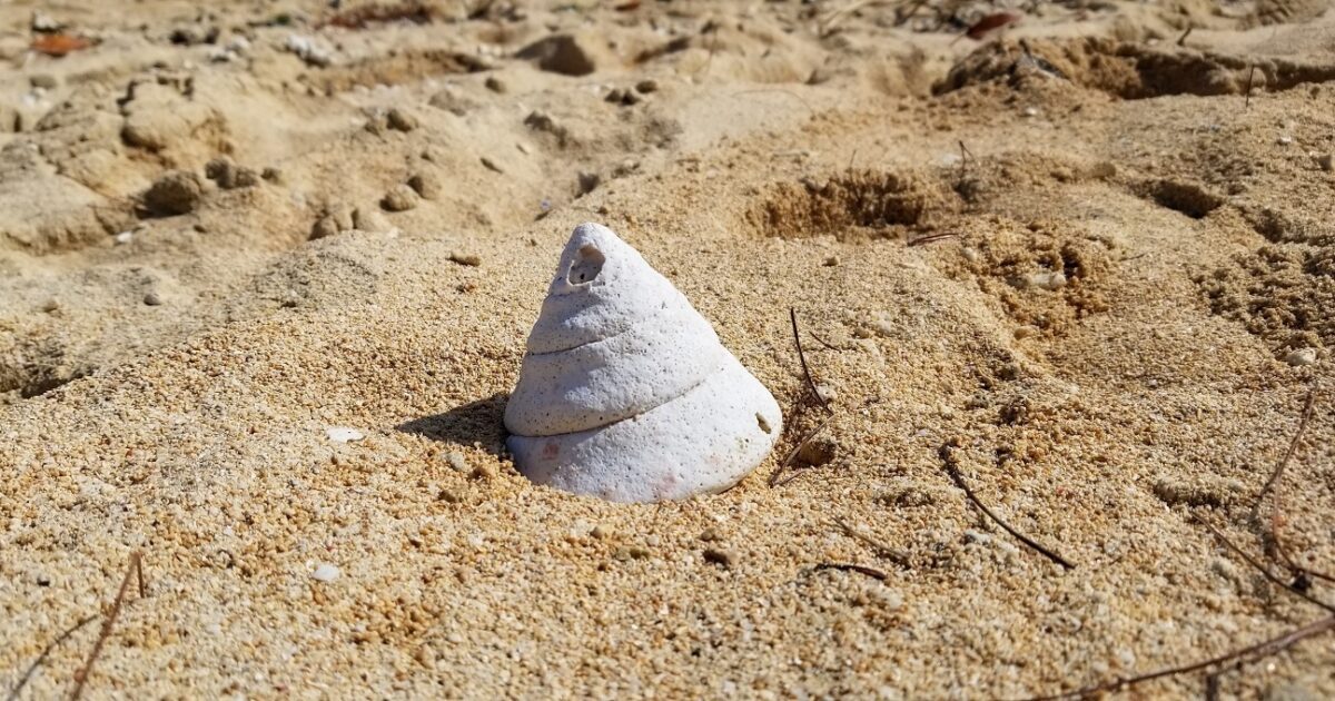 タカセ貝 | 島時間トピックス | 沖縄 八重山 島時間