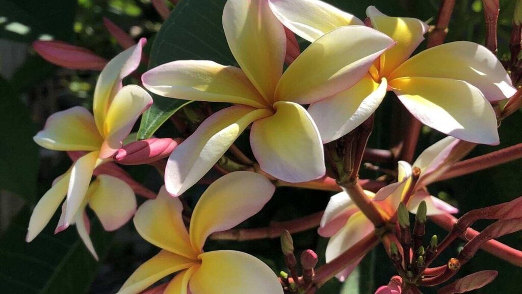 32.プルメリアの花かんむり 切り落とさ